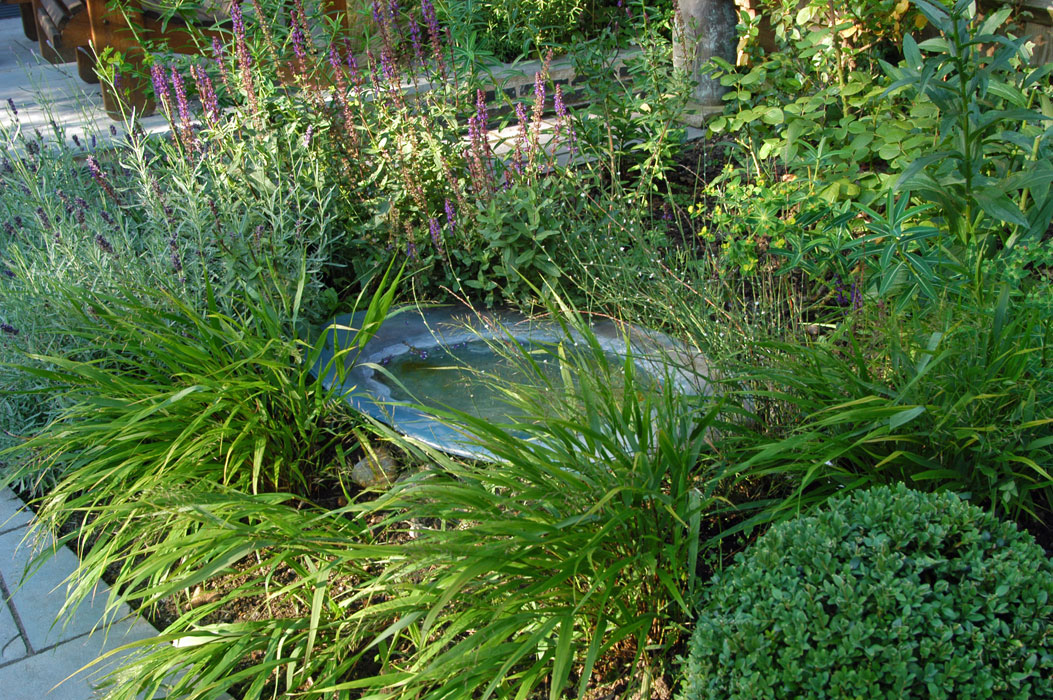 Water bowl amongst grasses